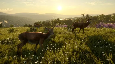 Call of the Wild - Cuatro Colinas Game Reserve Steam