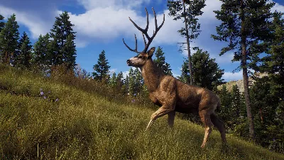Way of the Hunter + ОБНОВЛЕНИЯ И DLS / STEAM АККАУНТ
