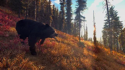 ❗WAY OF THE HUNTER❗XBOX X|S🔑КЛЮЧ❗
