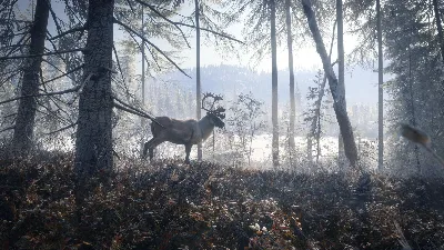 ✅theHunter: Call of the Wild Medved-Taiga⭐Steam\Key⭐+🎁