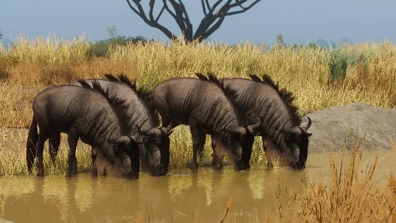 Planet Zoo: Grasslands Animal Pack Steam Ключ РФ+Мир