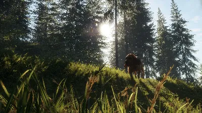theHunter Call of the Wild Bloodhound Steam Ключ РФ+Мир
