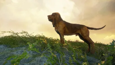 theHunter Call of the Wild Bloodhound Steam Ключ РФ+Мир