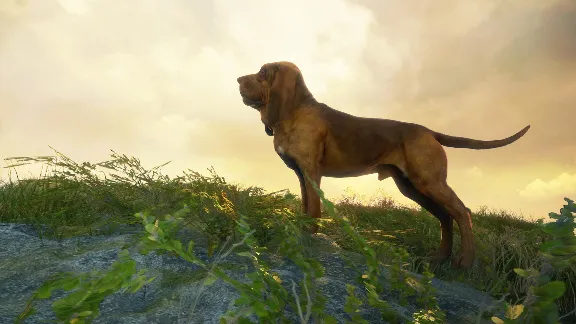 theHunter Call of the Wild Bloodhound Steam Ключ РФ+Мир