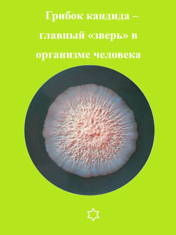 Candida is the main "beast" in the human body